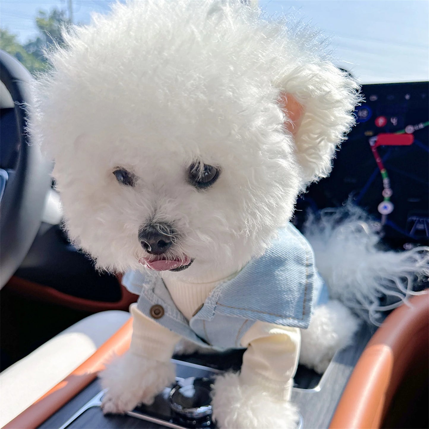 Guangdong Pet Denim Jacket Vest Costume For Dogs Cosplay