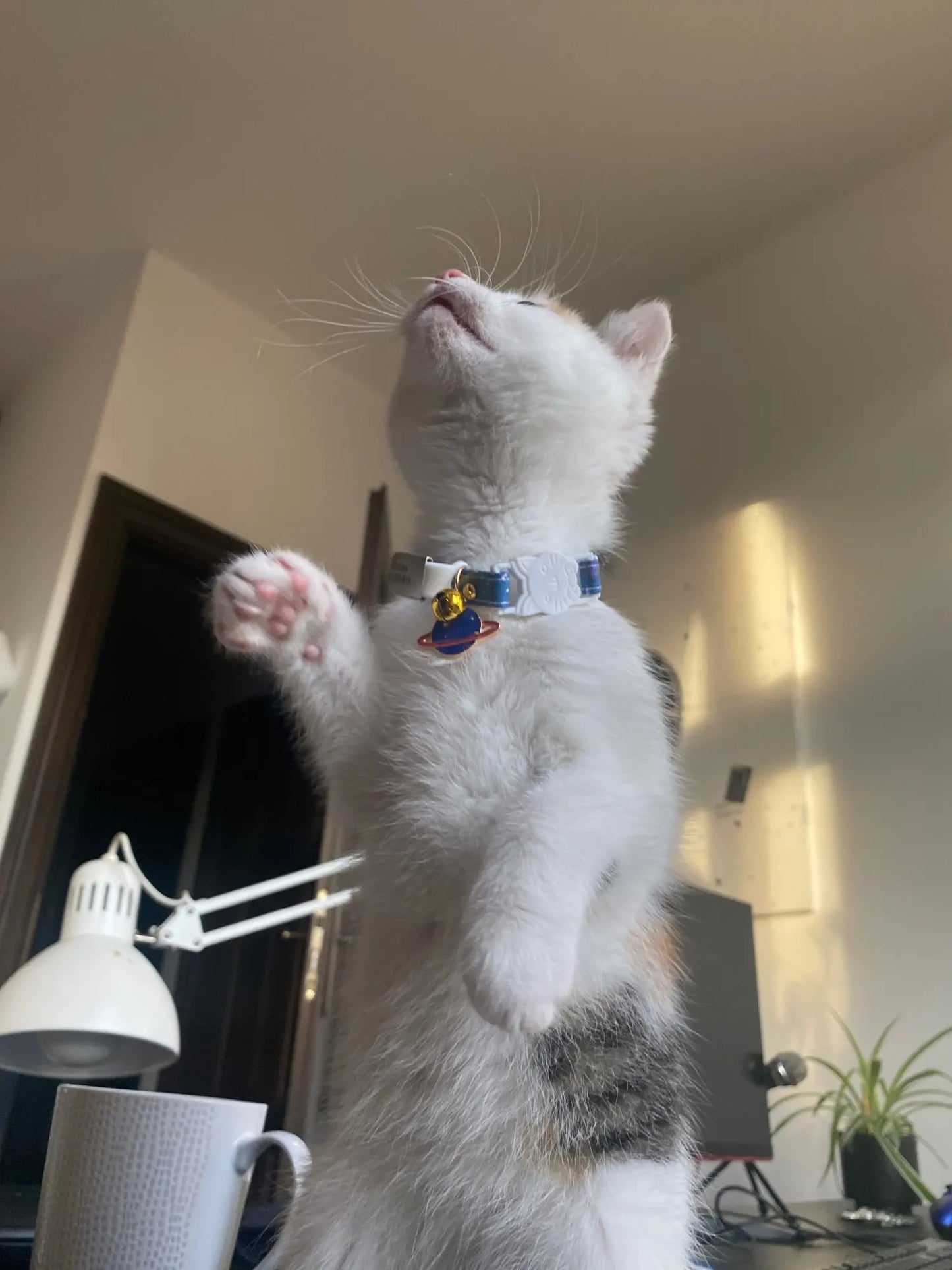 Feature Adjustable Cat Collar With Bell Engraved ID Tag