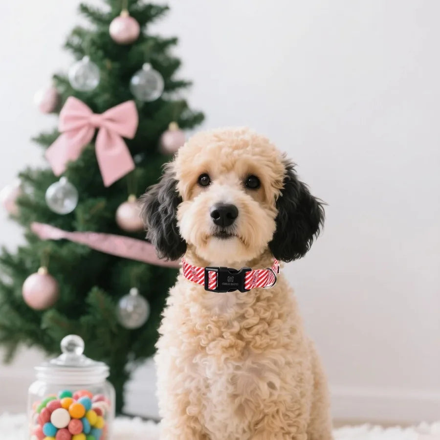 Maca Bates Christmas Dog Collar Stripe For Pups Chihuahua Pitbull