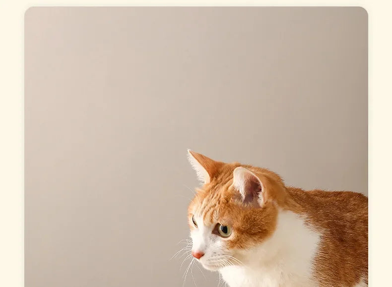 Ceramic Pet Slow Feeder Bowl For Cats And Small Dogs