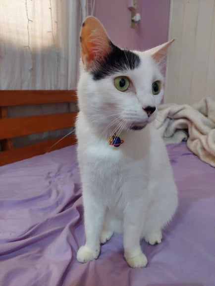 Feature Adjustable Cat Collar With Bell Engraved ID Tag