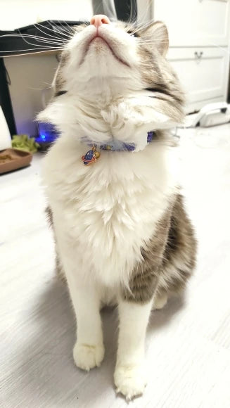 Feature Adjustable Cat Collar With Bell Engraved ID Tag