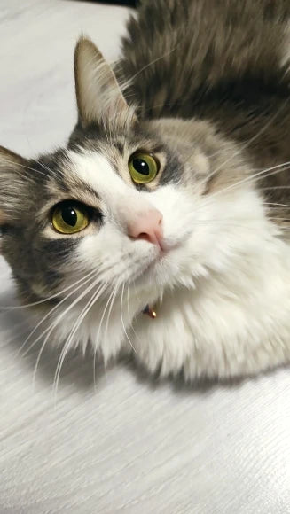 Feature Adjustable Cat Collar With Bell Engraved ID Tag