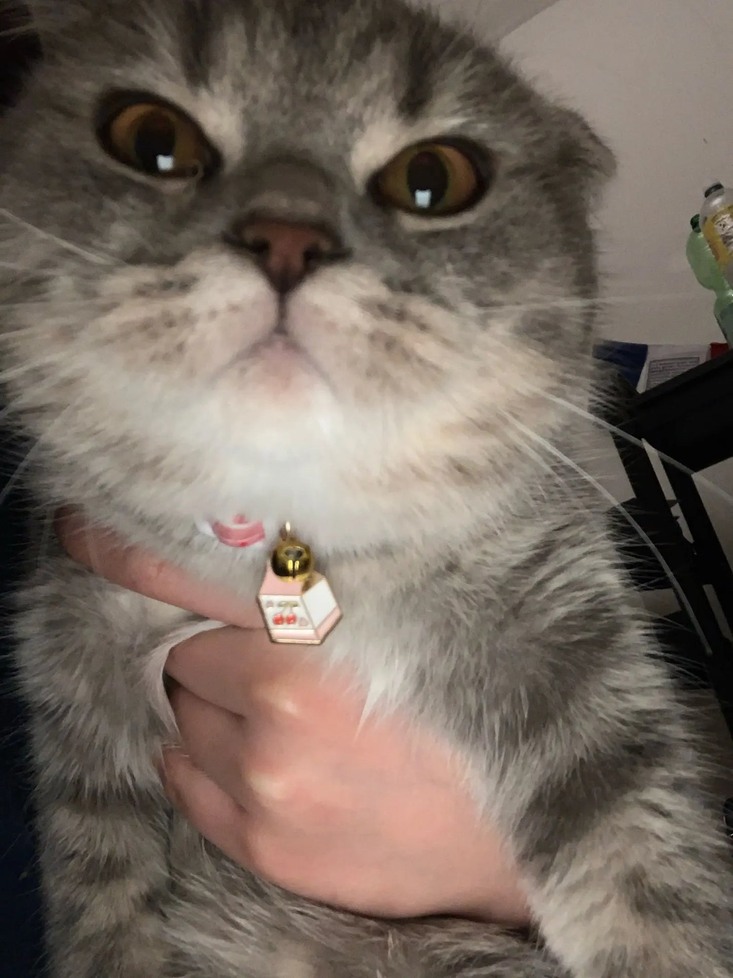 Feature Adjustable Cat Collar With Bell Engraved ID Tag