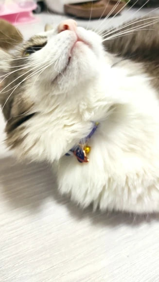 Feature Adjustable Cat Collar With Bell Engraved ID Tag