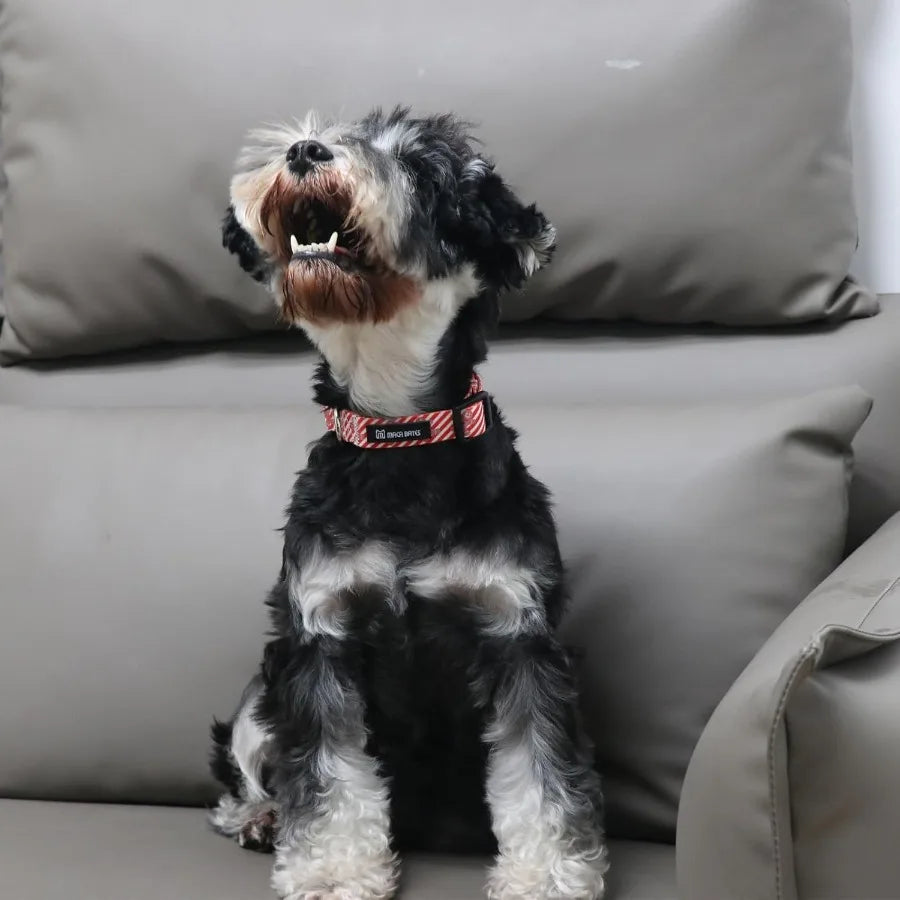 Maca Bates Christmas Dog Collar Stripe For Pups Chihuahua Pitbull